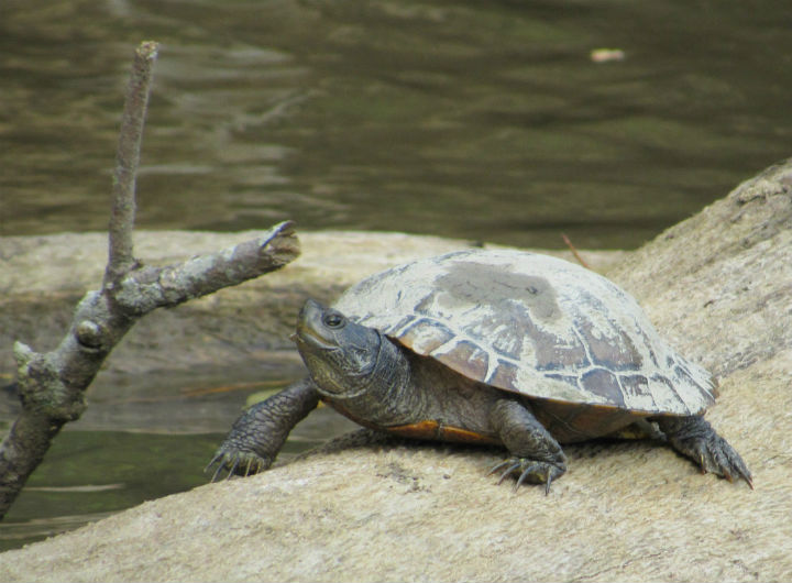 Red-ear Slider